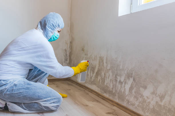 Licensed Mold Remediation service in Leesburg, FL - WQB Mold Removal